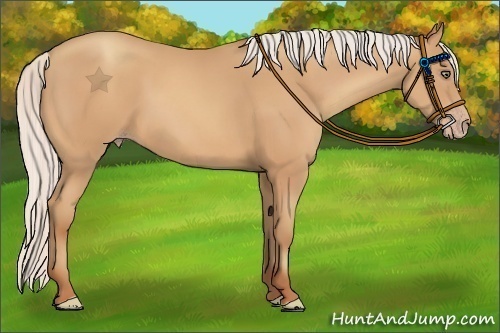 Horse Color:Silver Amber Champagne Frame 