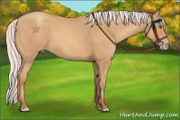 Horse Color:Silver Amber Champagne Frame 