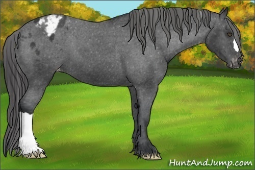 Horse Color:Black Appaloosa 