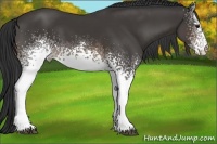 Horse Color:White Spotted Buckskin