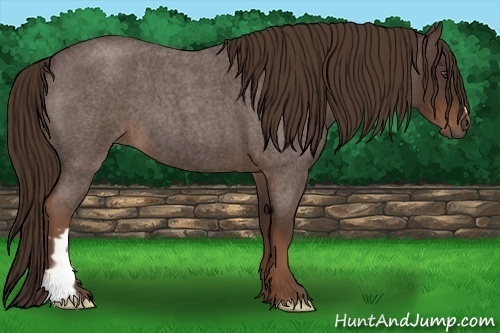 Horse Color:Liver Red Roan Frame 