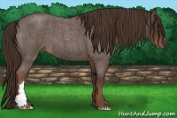 Horse Color:Liver Red Roan Frame