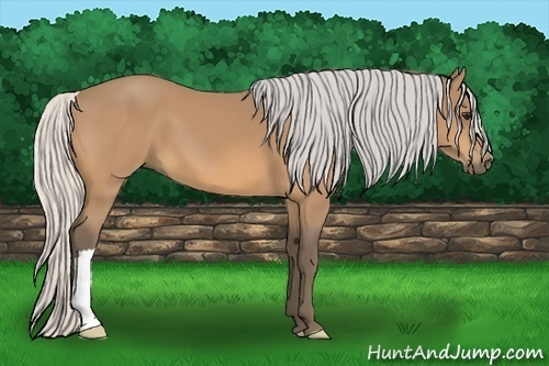 Horse Color:Silver Buckskin 