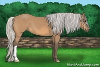 Horse Color:Silver Buckskin 