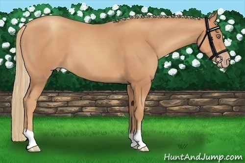 Horse Color:Gold Champagne 
