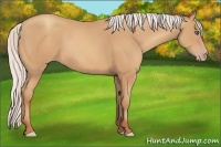 Horse Color:Silver Amber Champagne Frame