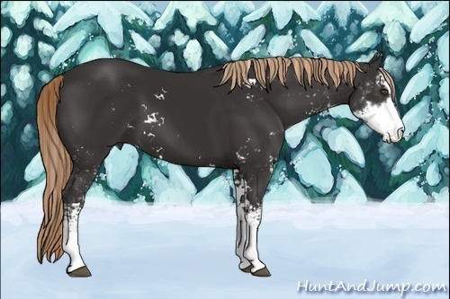 Horse Color:Liver Chestnut Sabino 