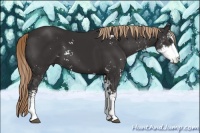 Horse Color:Liver Chestnut Sabino 