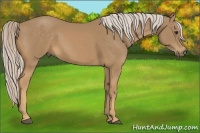 Horse Color:Palomino Rabicano 