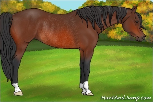 Horse Color:Bay Rabicano 