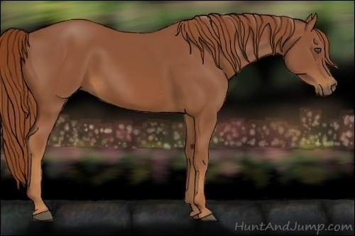 Horse Color:Chestnut Rabicano 