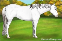 Horse Color:Liver Chestnut Sabino 