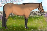 Horse Color:Buckskin 