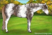 Horse Color:White Spotted Liver Chestnut Sabino 