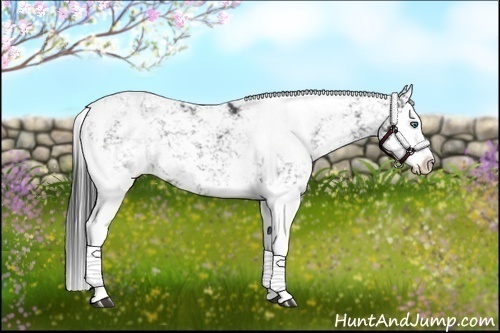 Horse Color:Black Sabino Splash 