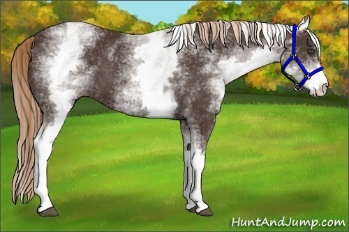 Horse Color:White Spotted Liver Chestnut Sabino