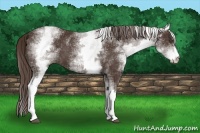 Horse Color:White Spotted Liver Chestnut Sabino 