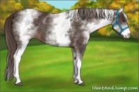Horse Color:White Spotted Liver Chestnut Sabino