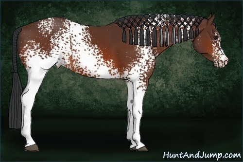 Horse Color:White Spotted Bay