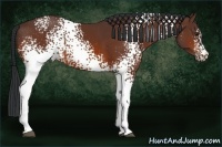 Horse Color:White Spotted Bay 