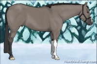 Horse Color:Grullo