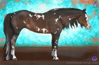 Horse Color:White Spotted Liver Chestnut Splash 