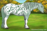 Horse Color:Watercolor Black Tobiano Appaloosa 