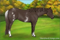 Horse Color:White Spotted Liver Chestnut Sabino 