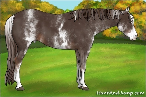 Horse Color:White Spotted Liver Chestnut Sabino 