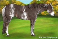 Horse Color:White Spotted Liver Chestnut Sabino