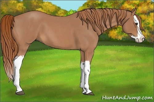 Horse Color:Red Roan Splash 