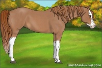 Horse Color:Red Roan Splash 