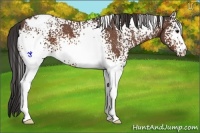 Horse Color:White Spotted Bay Appaloosa