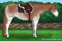 Horse Color:White Spotted Chestnut 