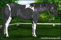 Horse Color:Black Tobiano 