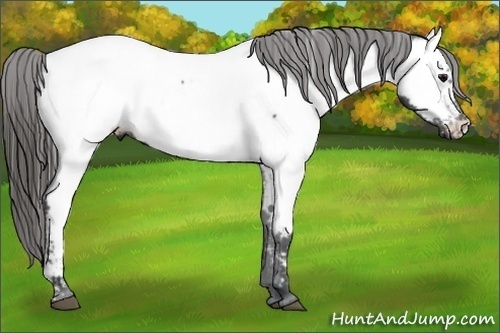 Horse Color:Black Near Fewspot 