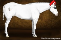 Horse Color:White Spotted Perlino Dun Tobiano Appaloosa 