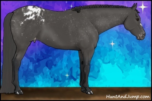 Horse Color:Black Appaloosa 