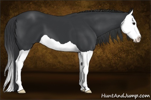 Horse Color:Black Splash 