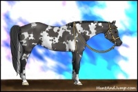 Horse Color:White Spotted Black