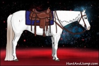 Horse Color:Smoky Black Appaloosa 