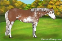 Horse Color:Unknown 
