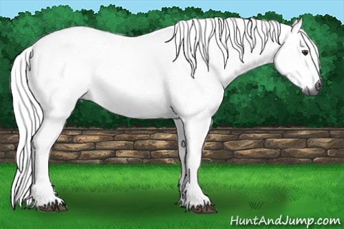 Horse Color:Gray Chestnut 