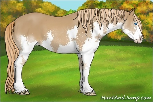 Horse Color:Chestnut Sabino Splash 