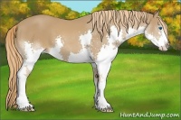 Horse Color:Chestnut Sabino Splash 