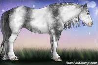 Horse Color:White Spotted Black