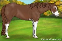 Horse Color:Chestnut Sabino