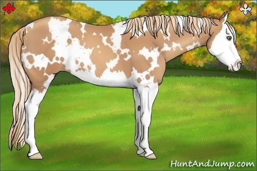 Horse Color:White Spotted Gold Champagne Splash 