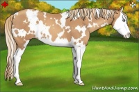 Horse Color:White Spotted Gold Champagne Splash 