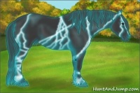 Horse Color:Thunderstruck Black